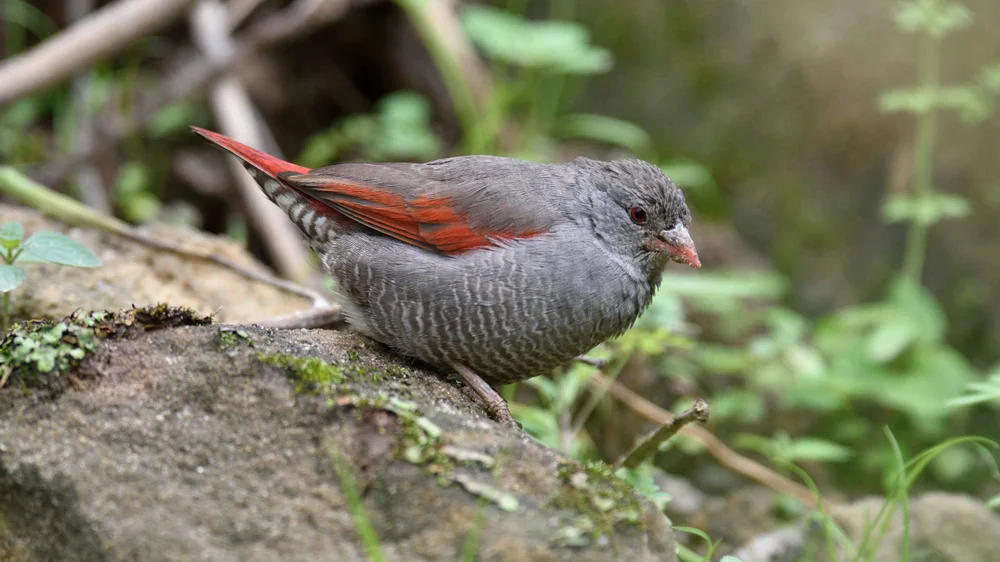 Streifenkopf-Astrild (Pytilia lineata)