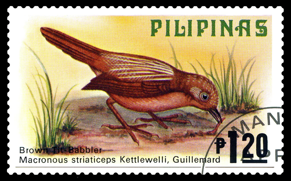 Streifenkopf-Bartvogel (Macronus striaticeps)