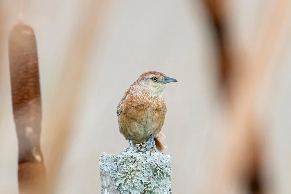 Streifenkopf-Dornsteiger (Phacellodomus striaticeps)
