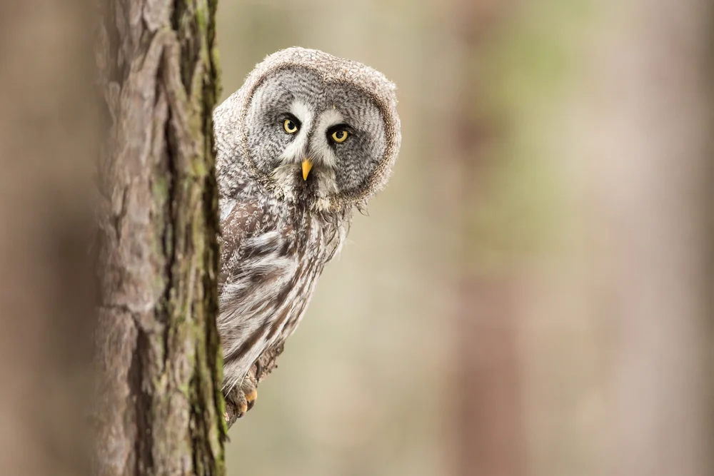 Streifenkopfkauz (Strix hadorami)