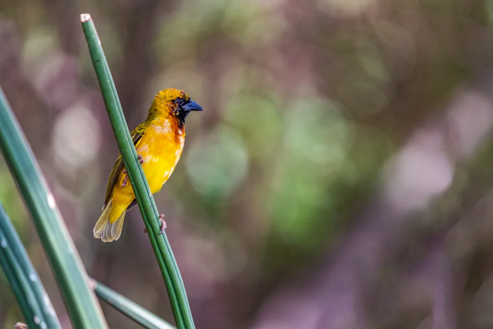 Streifenkopfweber (Ploceus taeniopterus)