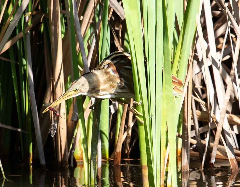 Streifenrohrdommel (Ixobrychus involucris)
