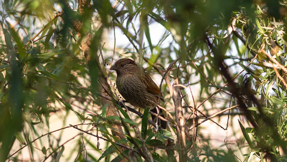Streifenschuppentimalie (Trochalopteron virgatum)