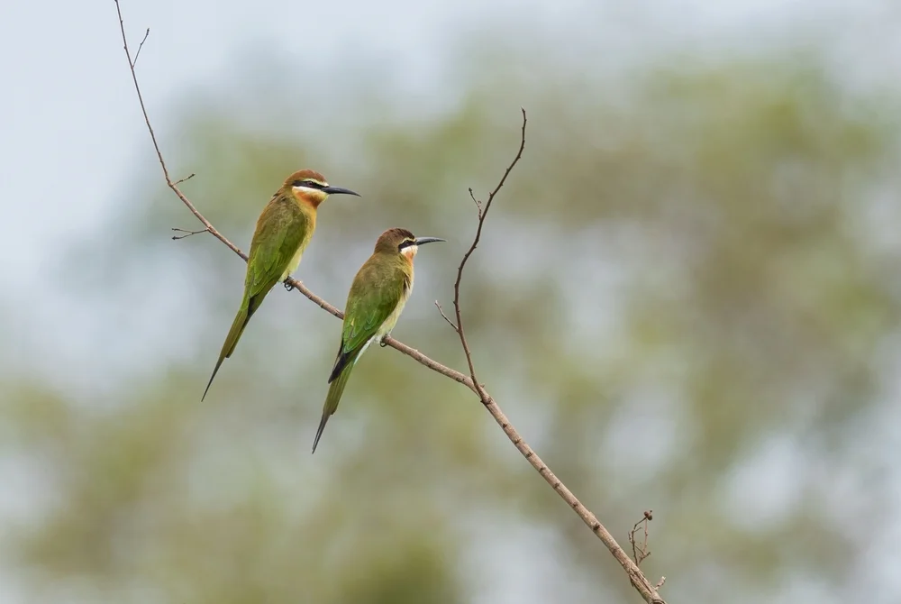 Streifenschwalbe (Merops superciliosus)