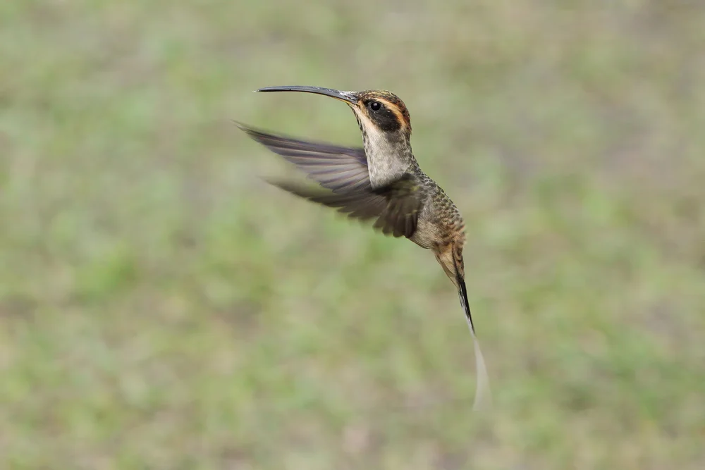 Streifenschwanz-Schattenkolibri (Phaethornis bourcieri)
