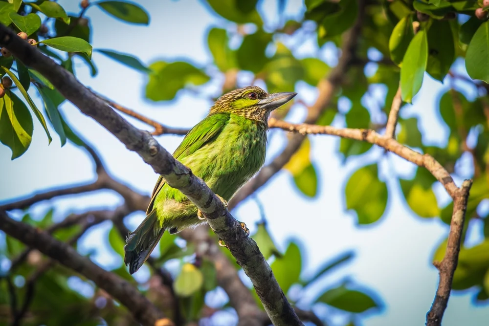 Streifenwangen-Bartvogel (Megalaima faiostricta)