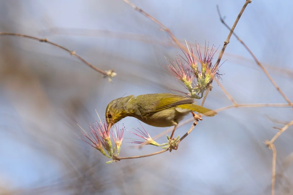 Streifenwangen-Grundschlüpfer (Neomixis striatigula)
