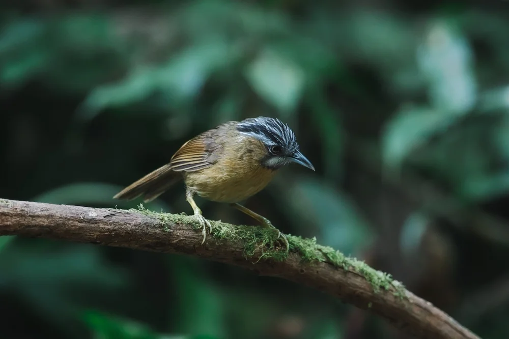 Strichelkopf-Kurzflügel (Stachyris grammiceps)