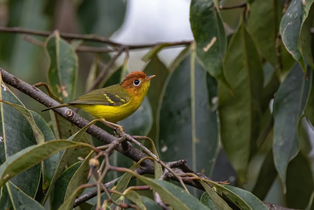 Strichelkopf-Waldsänger (Seicercus montis)