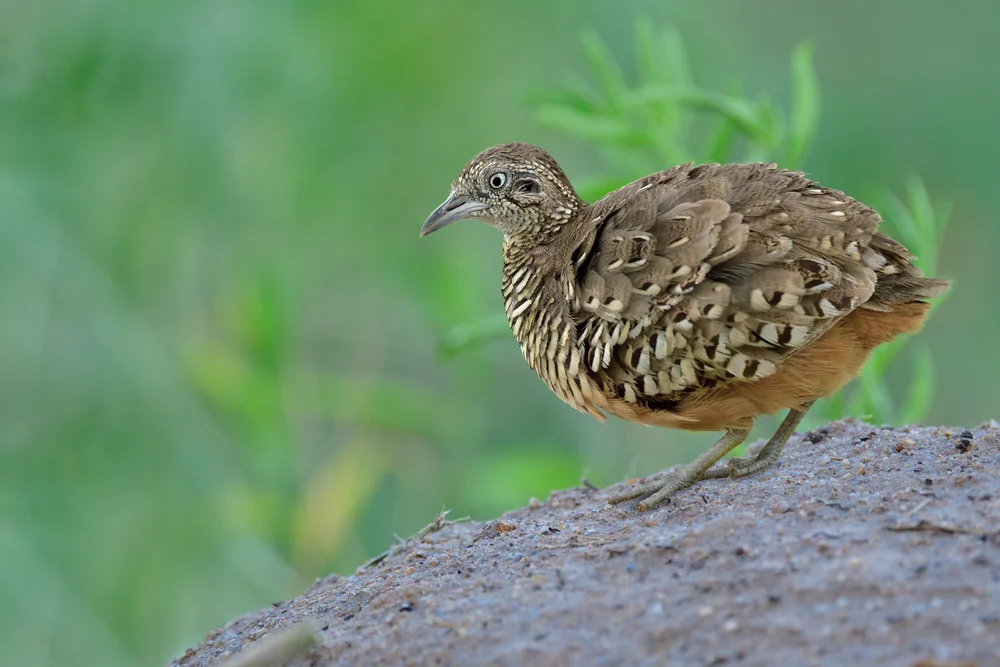 Strichelwachtel (Philortyx fasciatus)