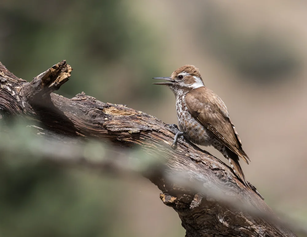 Stricklands Specht (Leuconotopicus stricklandi)