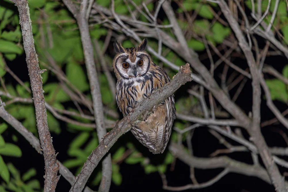 Striped Owl (Asio clamator)