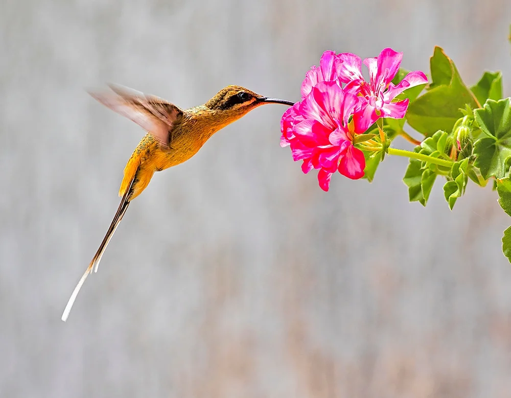 Stuarts Schattenkolibri (Phaethornis stuarti)