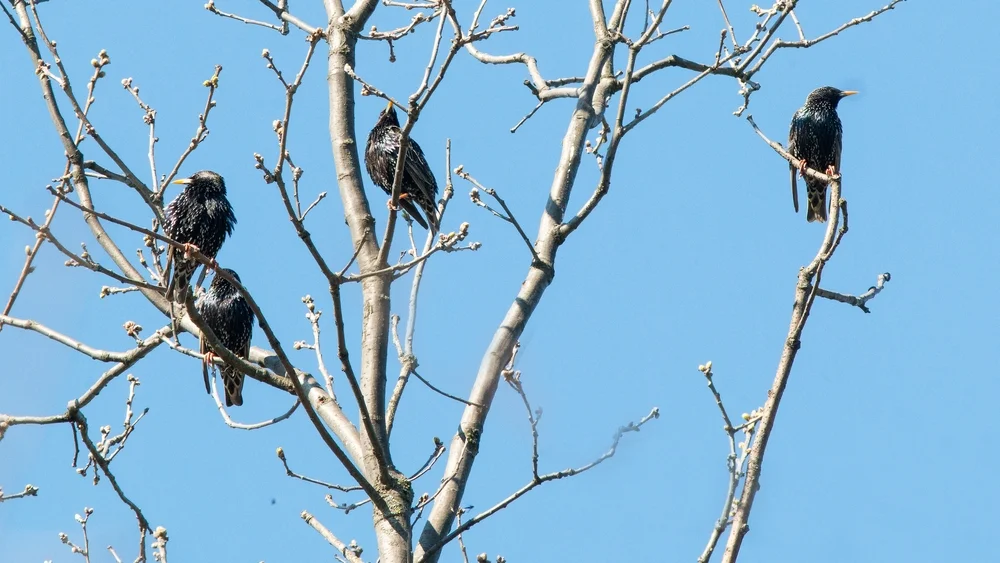 Stuhlmanns Flügelhornvogel (Poeoptera stuhlmanni)