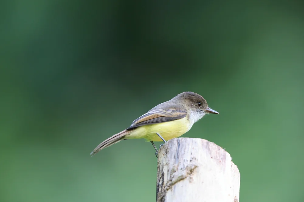 Stumpfe Tyranne (Myiarchus stolidus)