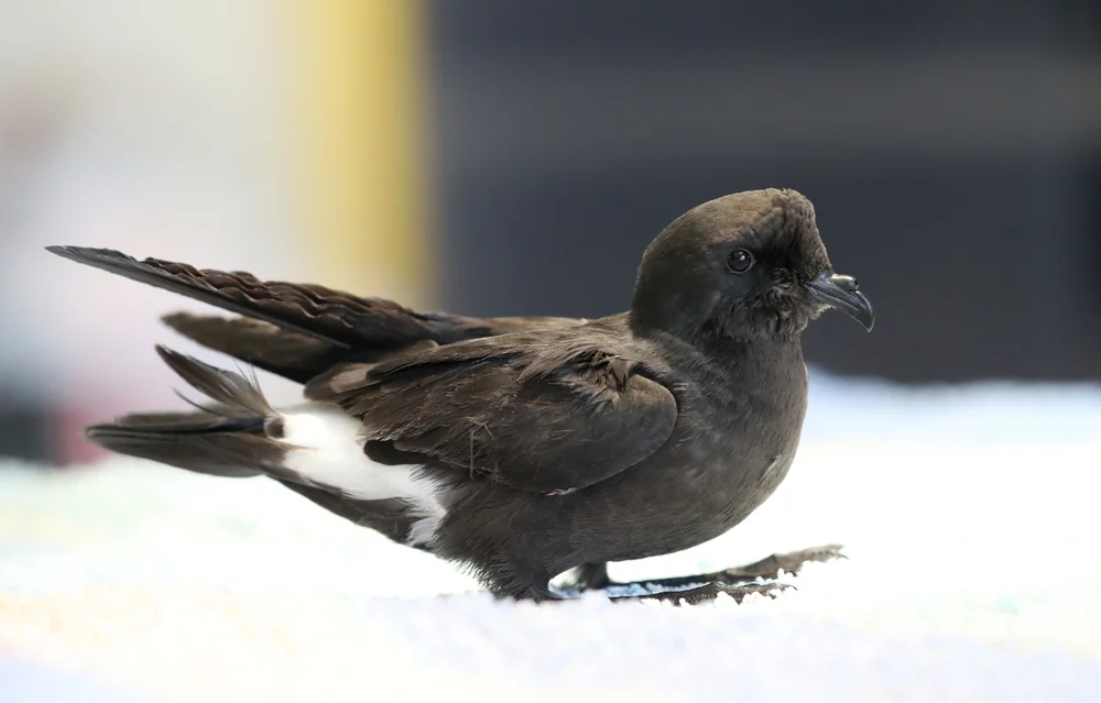 Sturmschwalbe (Hydrobates pelagicus)