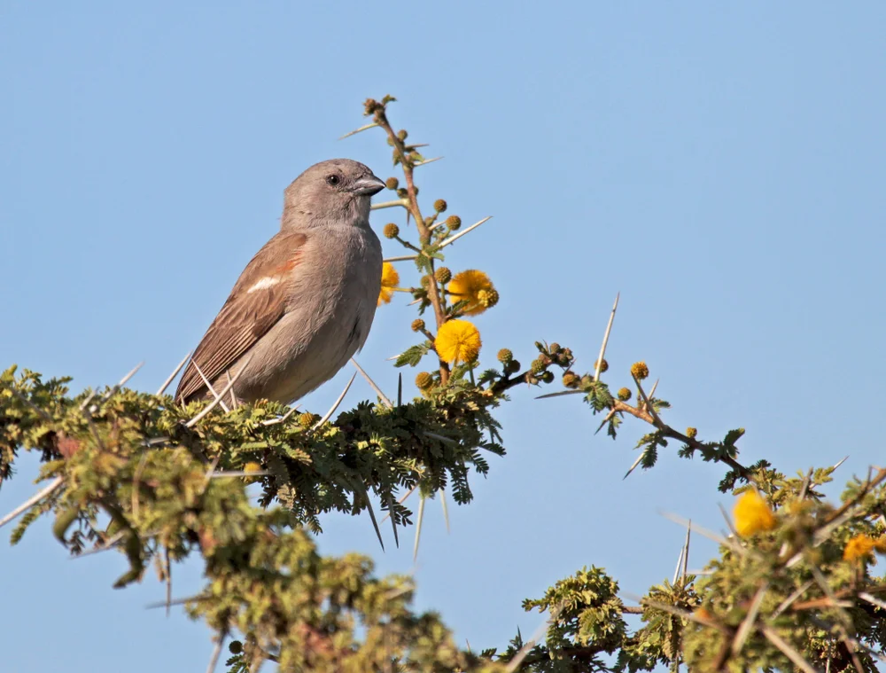 Suaheli-Sperling (Passer suahelicus)