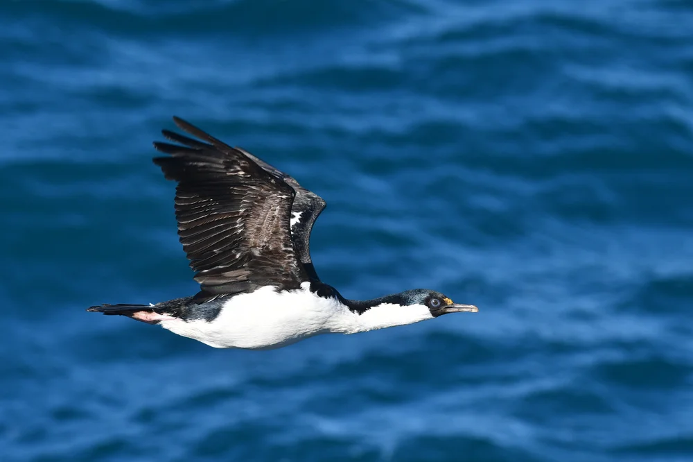 Subantarktikskua (Leucocarbo georgianus)