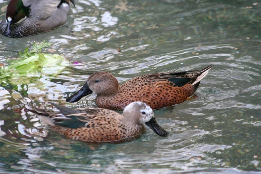 Südamerikanische Löffelente