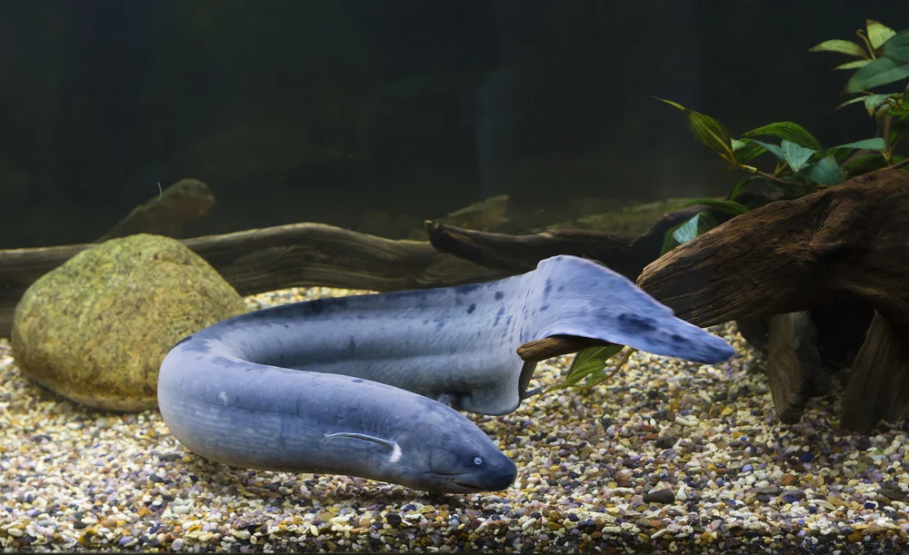 Südamerikanischer Lungenfisch (Lepidosiren paradoxa)