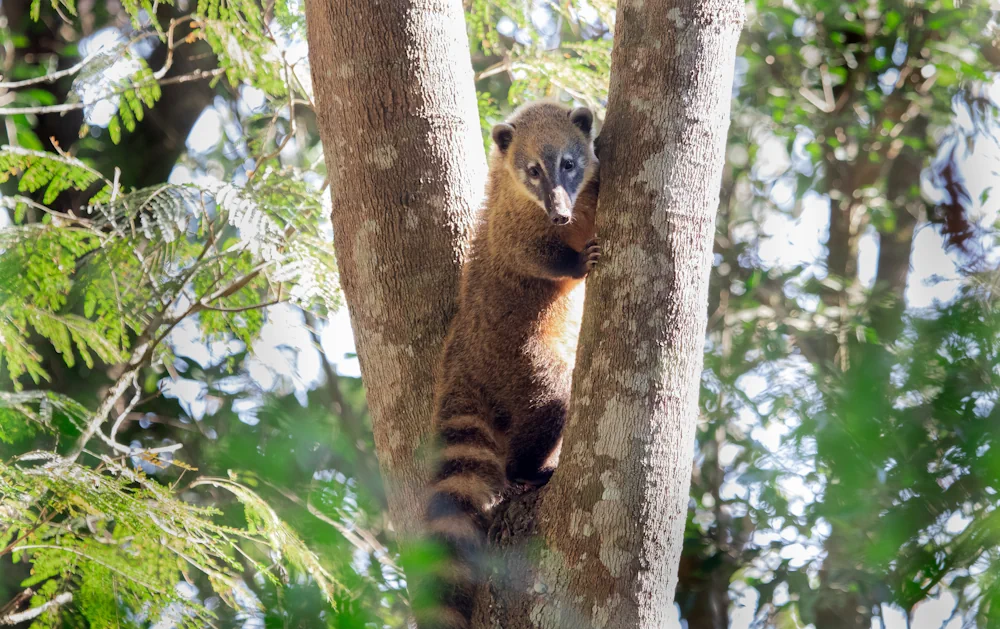 Südamerikanischer Nasenbär