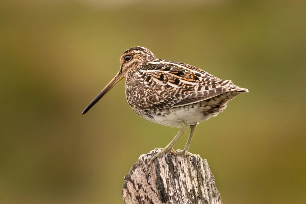 Südamerikanischer Schnepfenstrandläufer (Gallinago paraguaiae)