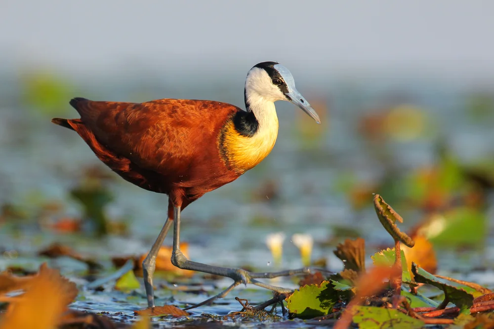 Südamerikanischer Teichhuhn (Jacana jacana)