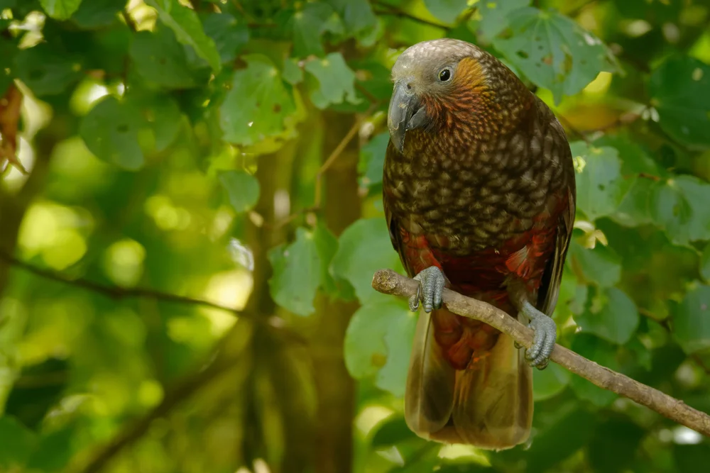 Südinsel-Nestor (Nestor meridionalis)