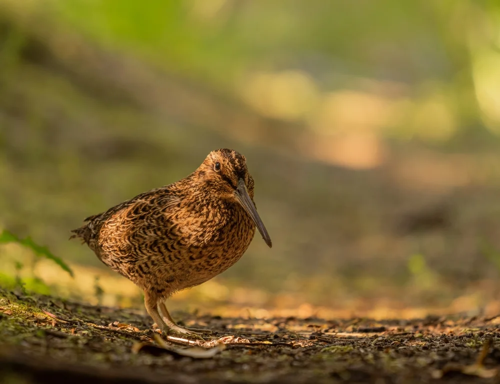 Südinsel-Strandläufer (Coenocorypha huegeli)