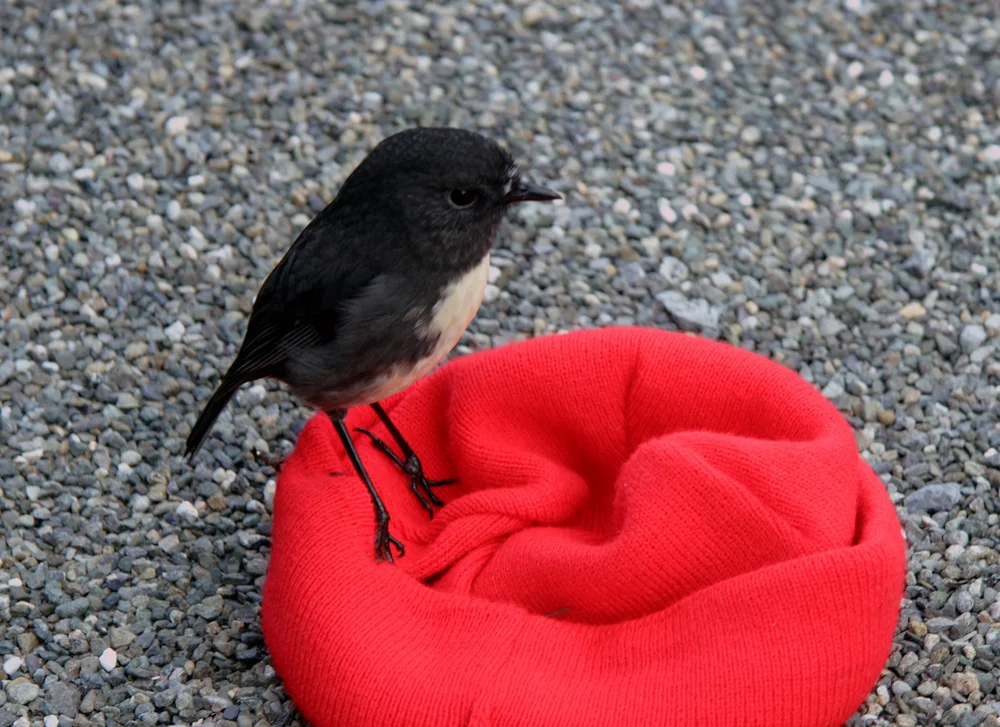 Südinselschnäpper (Petroica australis)