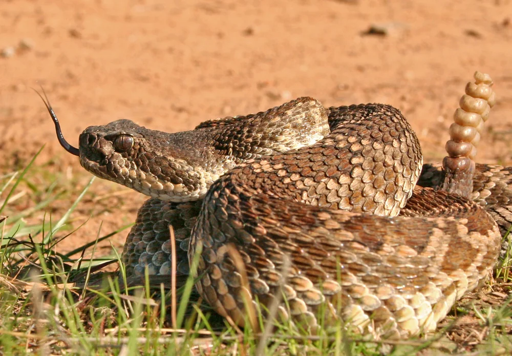 Südkalifornische Klapperschlange (Crotalus oreganus helleri)