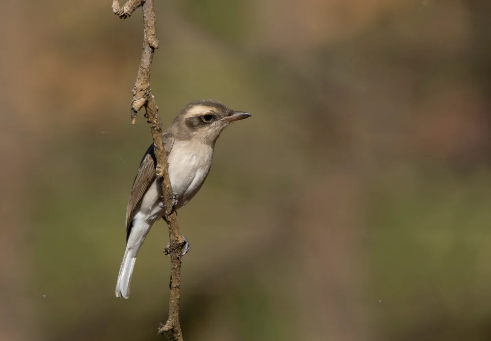 Südliche Büschelbrust (Tephrodornis gularis)