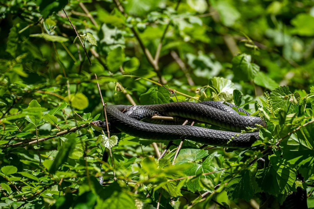 Südliche Kletternatter (Coluber constrictor priapus)