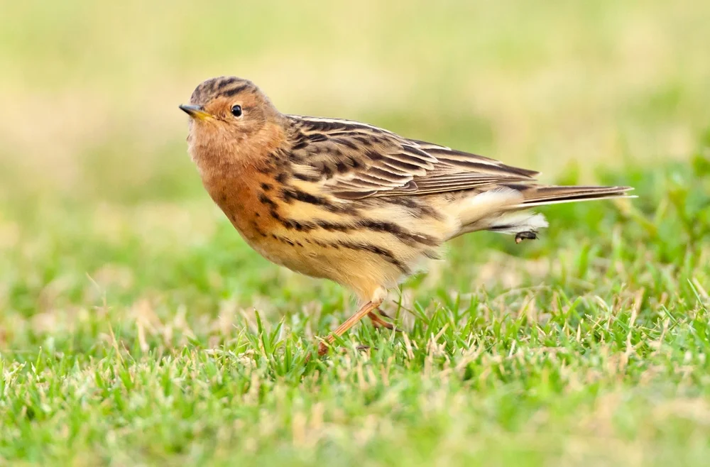 Südlicher Baumpieper