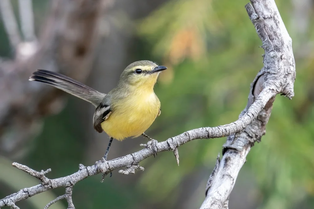 Südlicher Flötenvogel (Stictonetta naevosa)