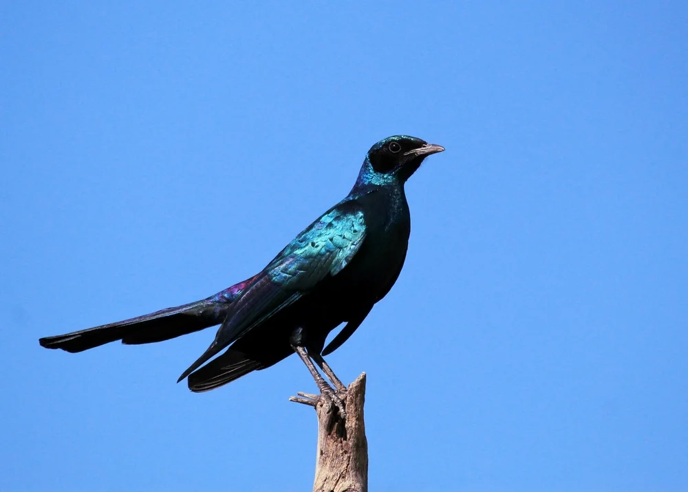 Südlicher Glanzstar (Lamprotornis australis)