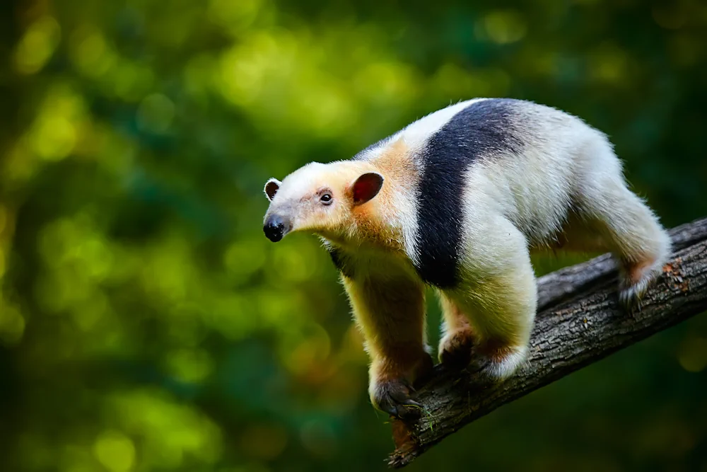 Südlicher Tamandua
