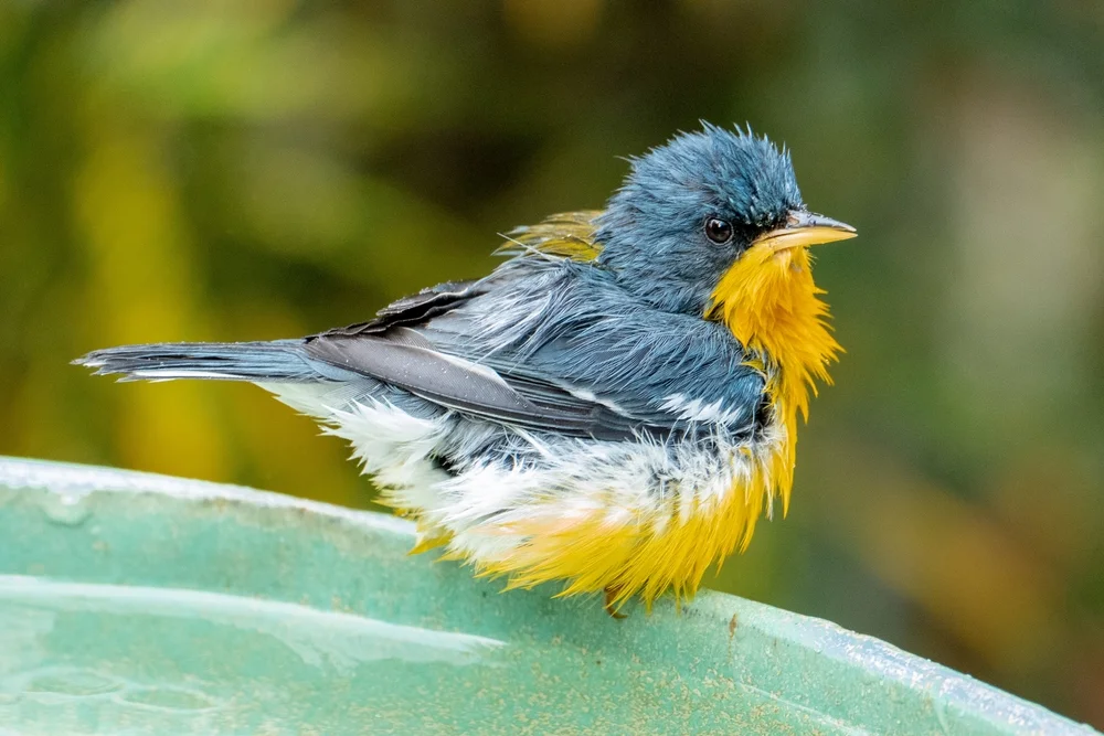 Südlicher Waldsänger (Setophaga Pinus)