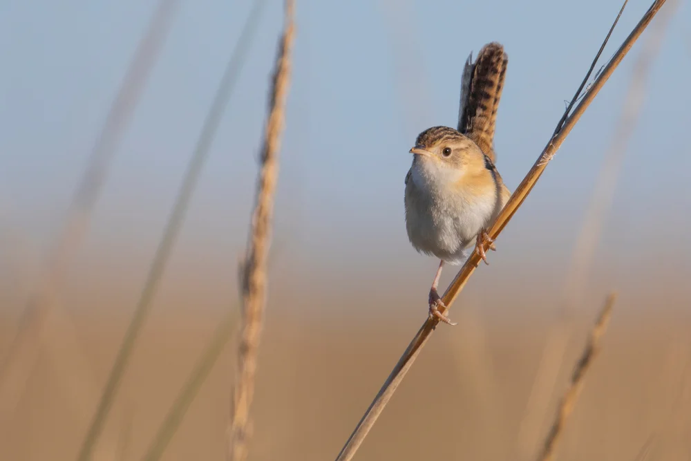 Südlicher Zaunkönig (Cistothorus platensis)
