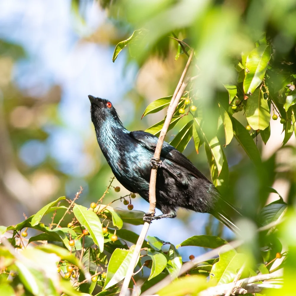 Südpazifischer Dorsch (Phonygammus keraudrenii)