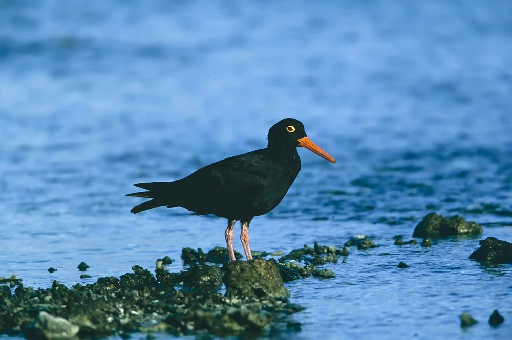 Südsee-Austernfischer (Haematopus fuliginosus)