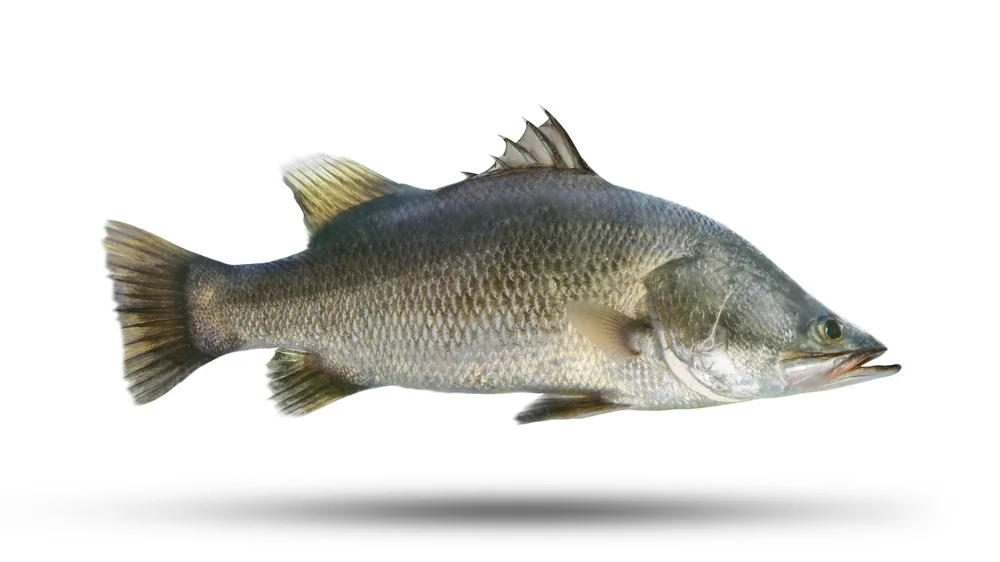 Süßlippenbarsch (Lates calcarifer)