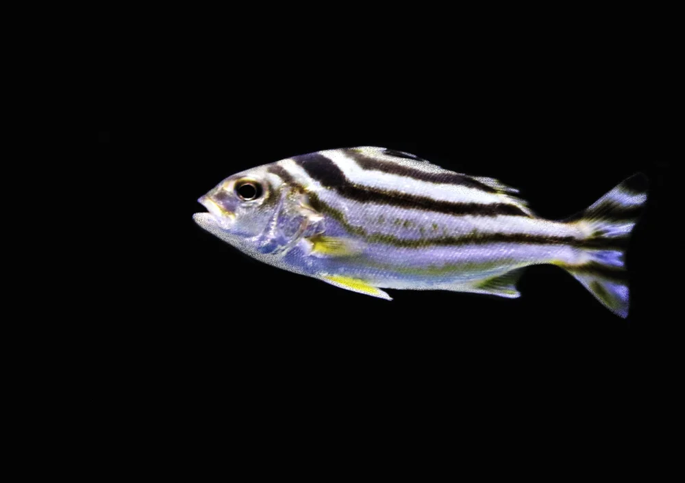 Süßwasser-Glasbarsche (Terapontidae)