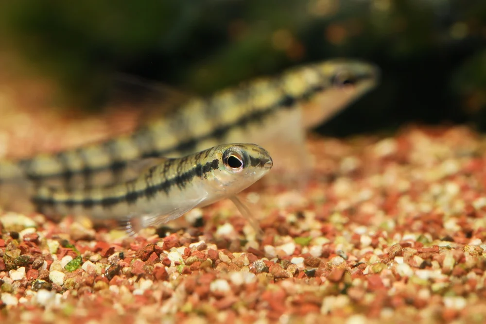 Süßwasserblennys (Crenuchidae)