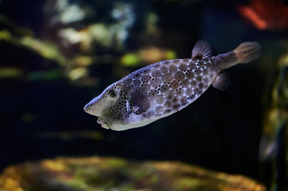 Süßwasserkrebse (Ateleopodidae)