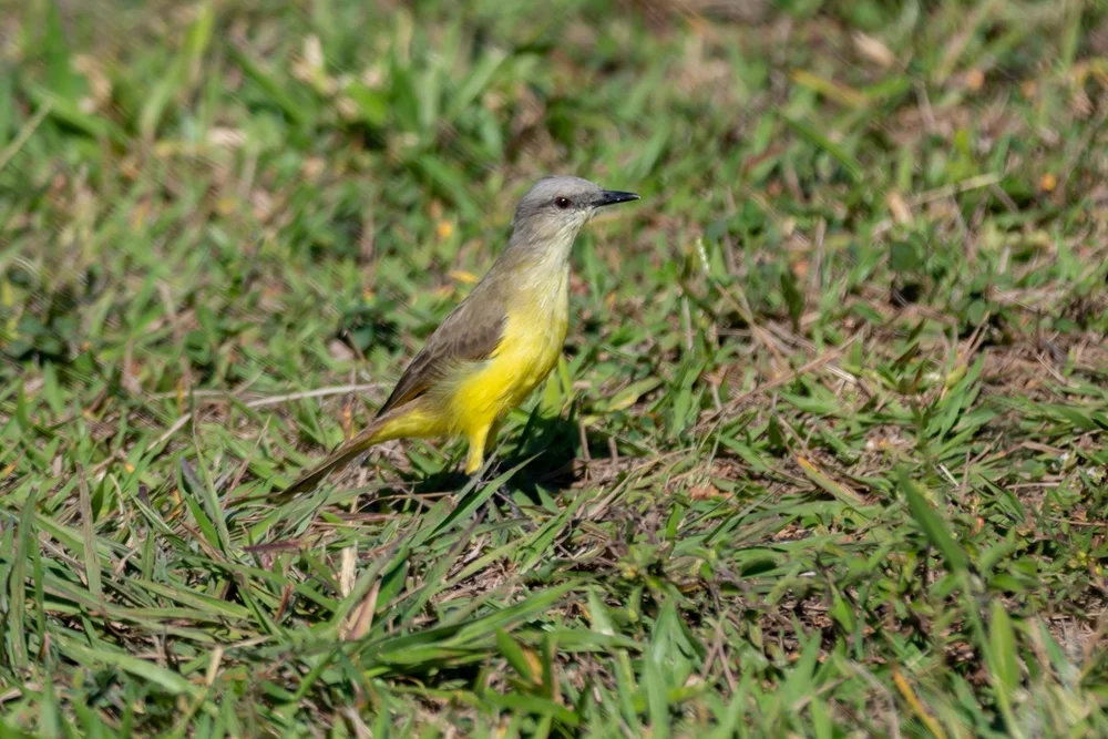 Suiriri-Tyrann (Suiriri suiriri)