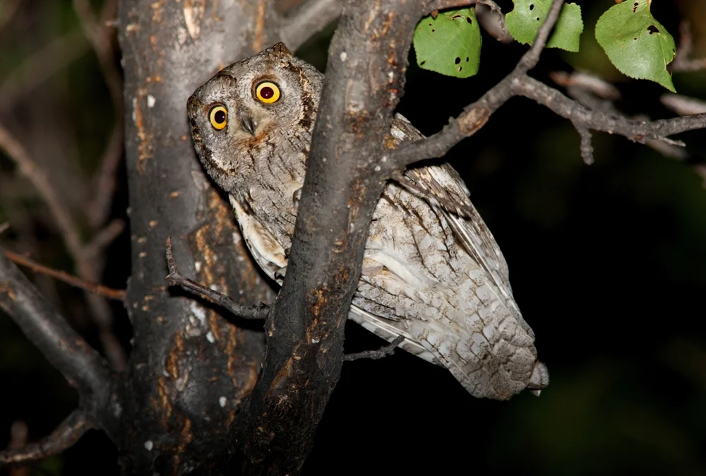 Sula-Zwergohreule (Otus magicus sulaensis)