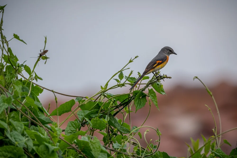Sulawesi-Minivett (Pericrocotus lansbergei)