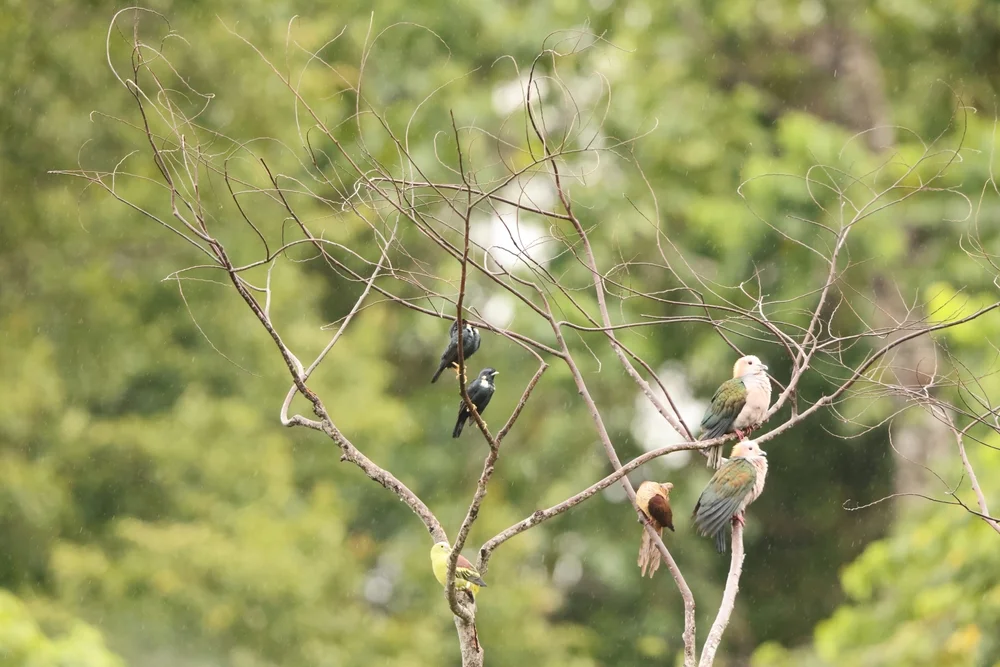 Sulawesi-Ralle (Basilornis celebensis)