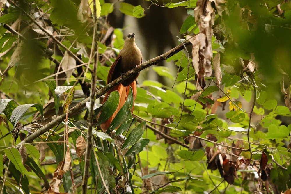 Sulawesi-Schopfkuckuck (Centropus celebensis)